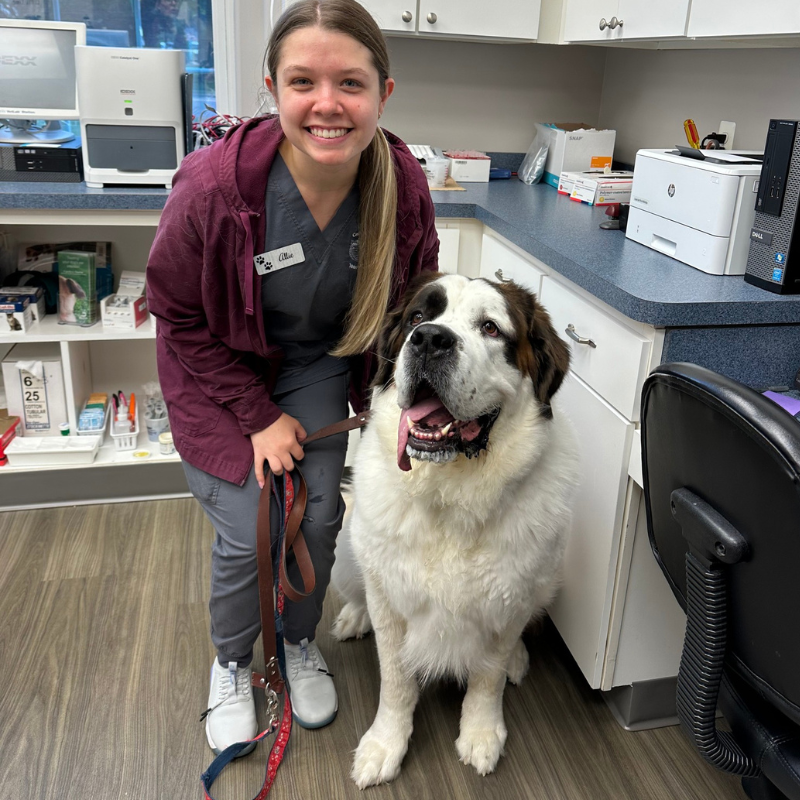 Snap store animal hospital